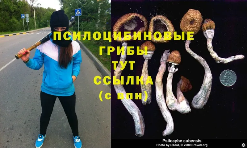 Галлюциногенные грибы Psilocybe  как найти закладки  Барыш 